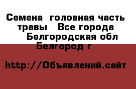 Семена (головная часть))) травы - Все города  »    . Белгородская обл.,Белгород г.